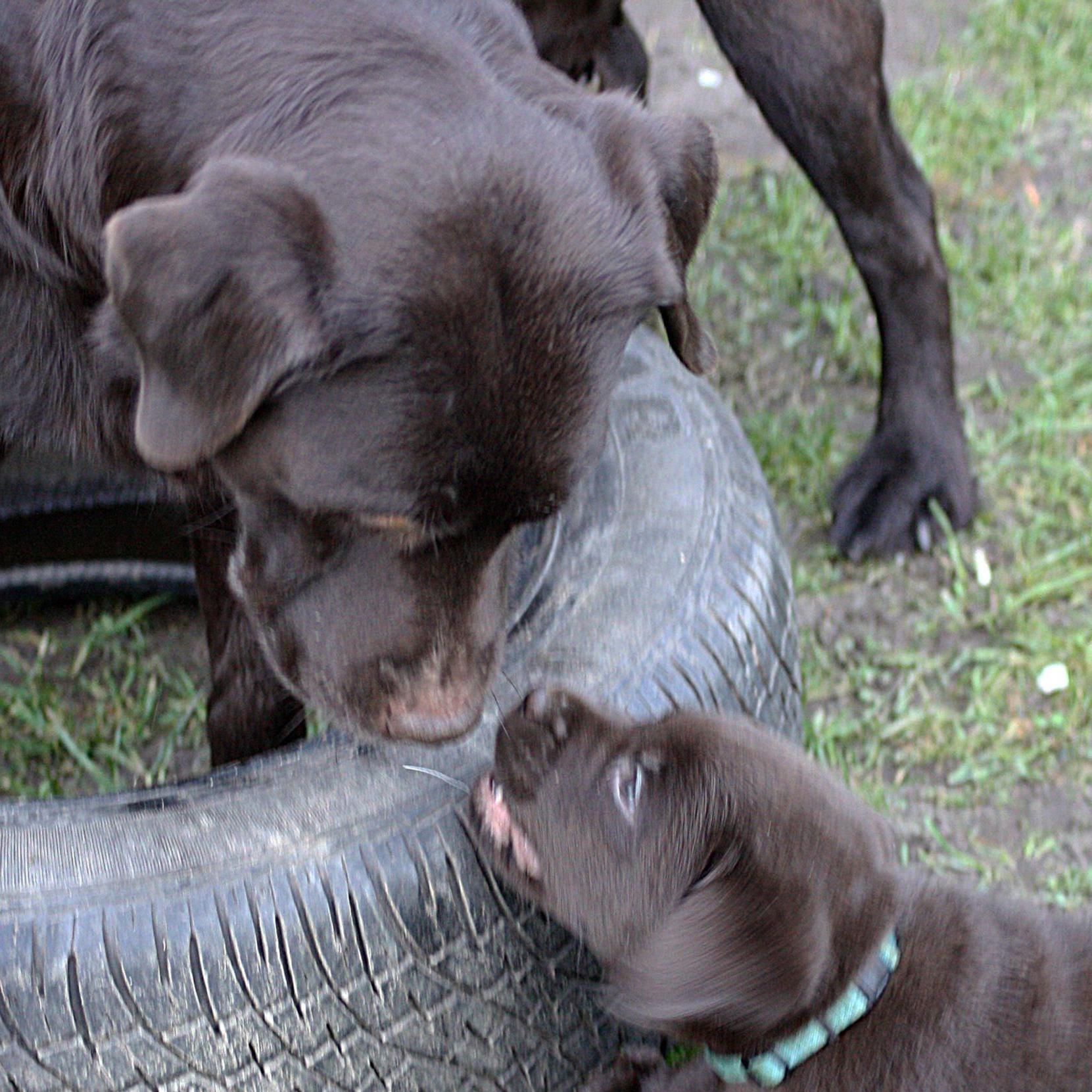 Blindenhund 1.jpg