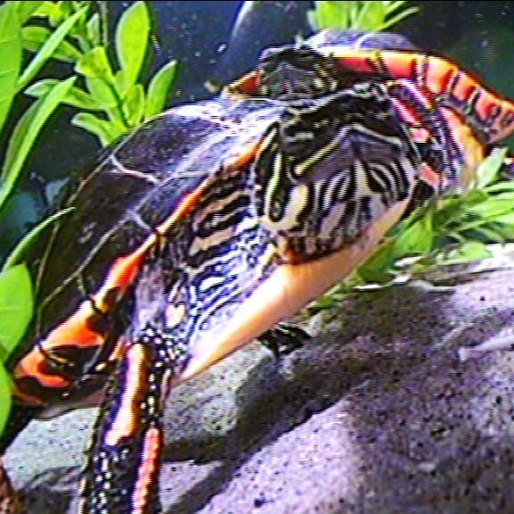 hkm schildkroeten hkm schildkroeten