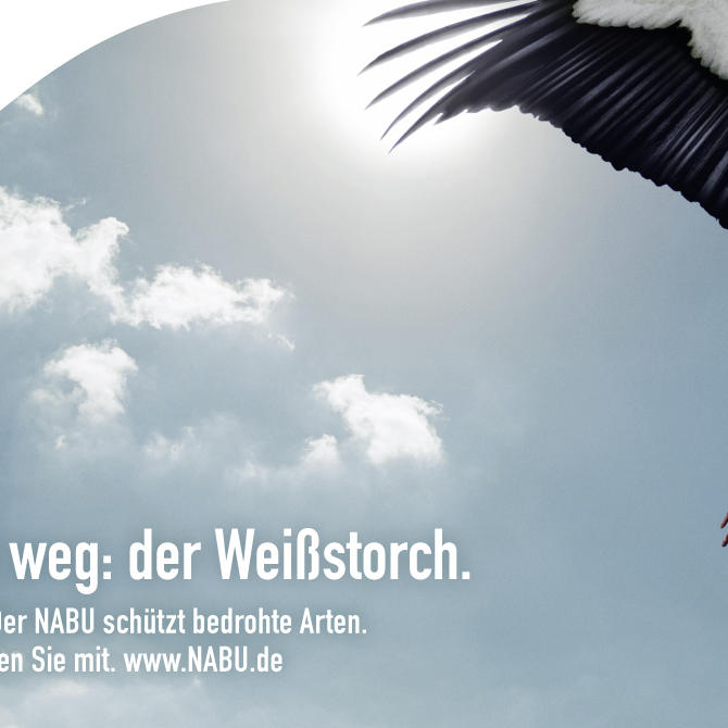 Storch.jpg