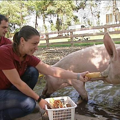 Tiergeschichten3 Erwin Praktikantin und Schweine Tiergeschichten3 Erwin Praktikantin und Schweine
