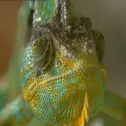 reptilienarzt karbe chamleon reptilienarzt karbe chamleon