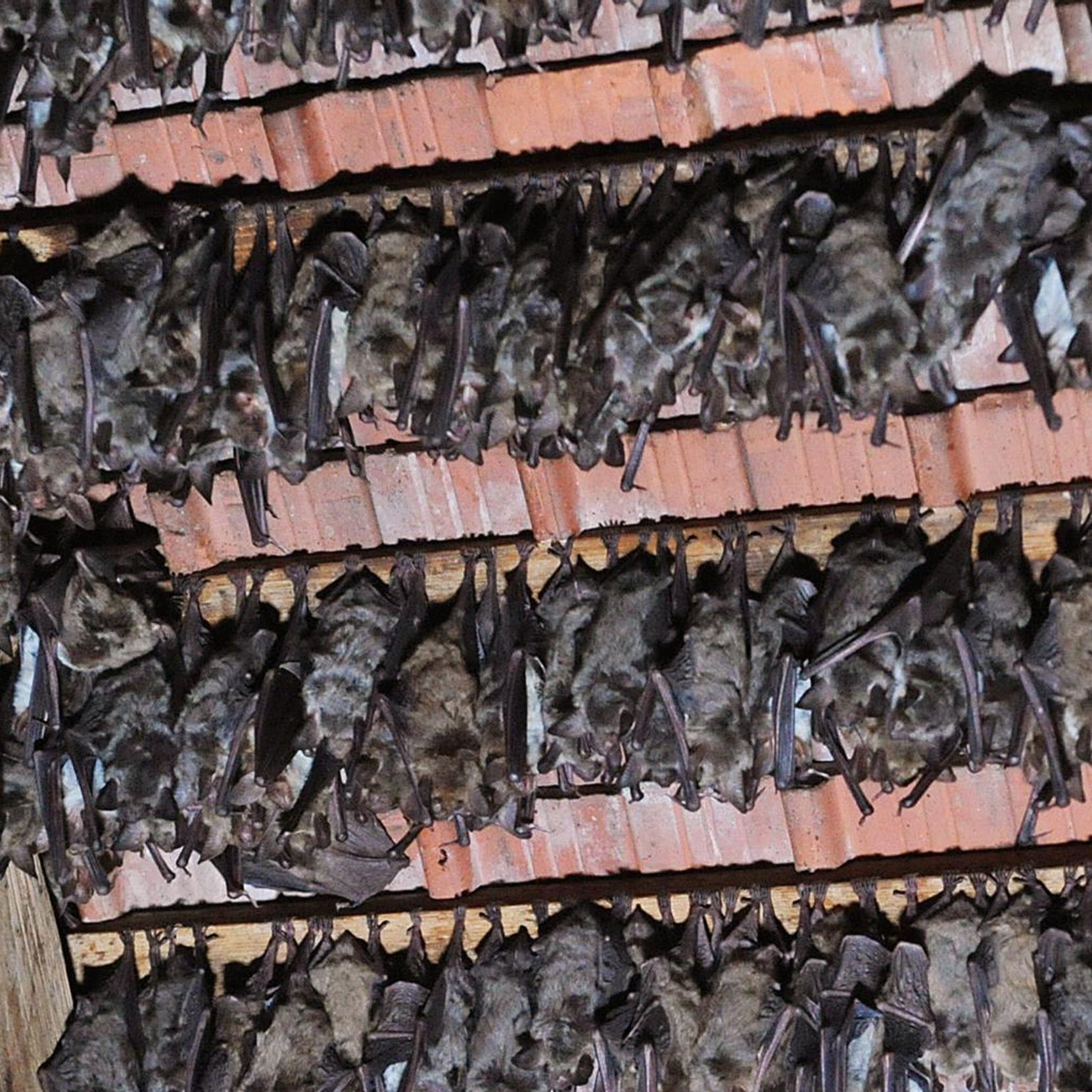 Tiergeschichten4 - Fledermuse im Dachstuhl von Kirche.jpg