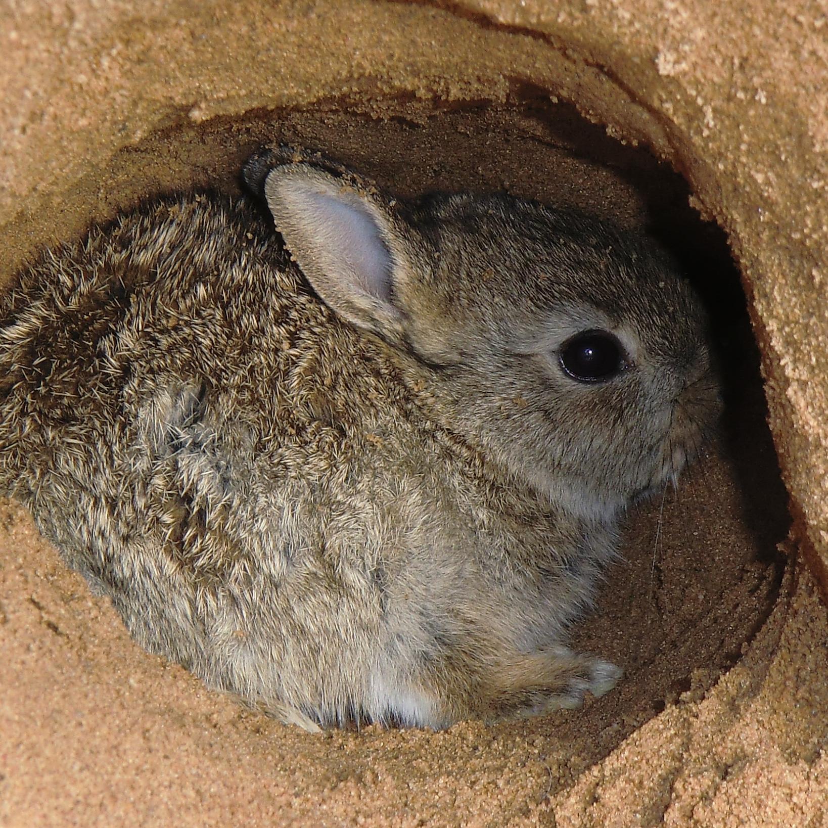 Tiere in Not2 - Wildkaninchen im Bau