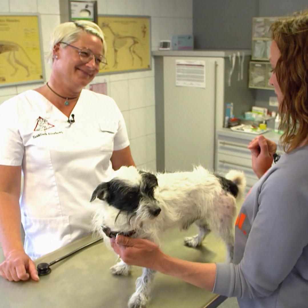 Ein Besuch bei der Tierärztin: \hundkatzemaus\-Moderatorin Kate Kitchenham lässt ihren Hund Knox durchchecken.