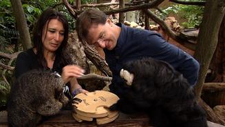 Kleine Hunde mit großem Bewegungsdrang