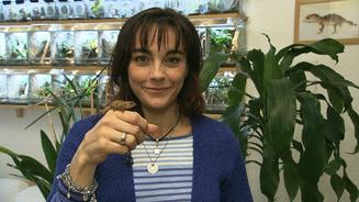 Nano-Terraristik: Welten im Miniformat
