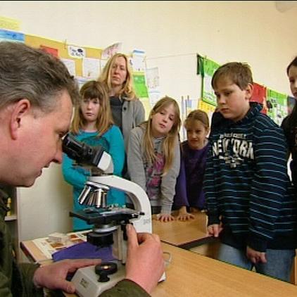 schweda fische in der schule