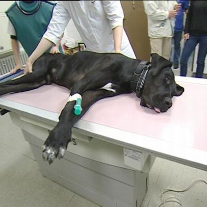tierschutz auf malle dogge samir röntgen rockstarsmit herz tierschutz auf malle dogge samir röntgen rockstarsmit herz