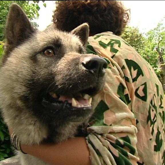 sprechstunde1 foo hunde sprechstunde1 foo hunde