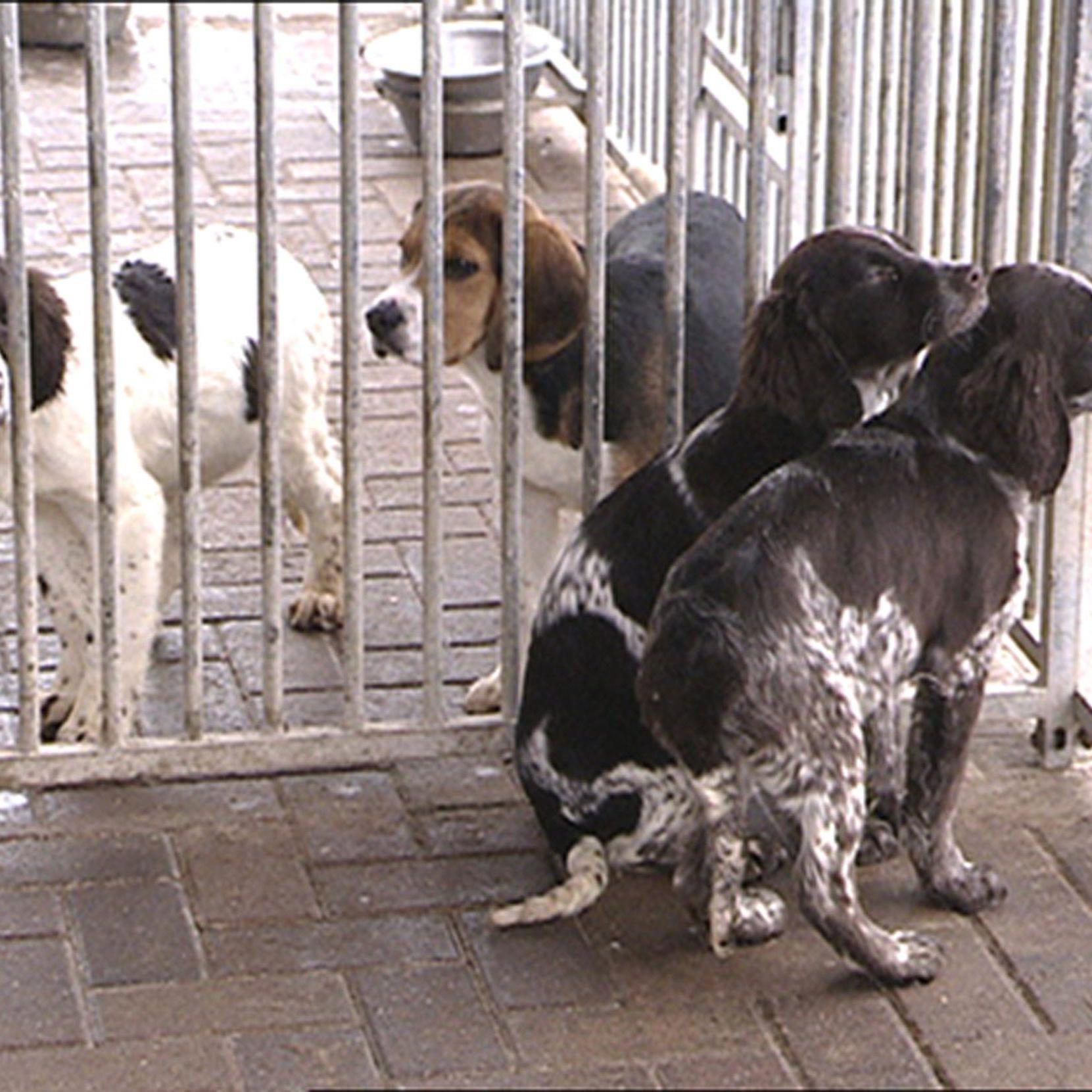 Tiere in Not 1.jpg Tiere in Not 1.jpg