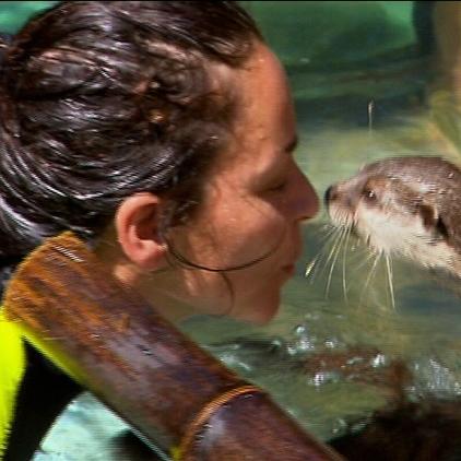 loroparque krallenotter loroparque krallenotter