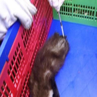 tierrettung muenchen marder fundtier tierrettung muenchen marder fundtier