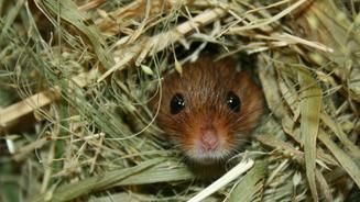 Winzige Nagetiere