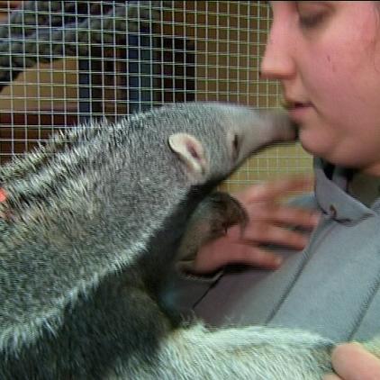 zoo krefeld ameisenbär zoo krefeld ameisenbär