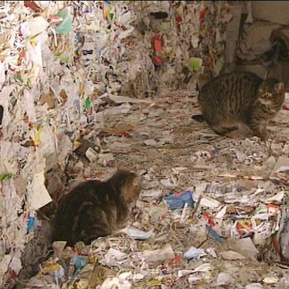 tiere in not katzen im altpapier tiere in not katzen im altpapier