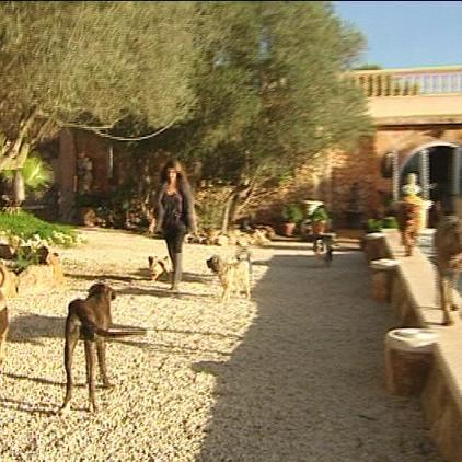 tierschützer mallorca hunderanch rockstars mit herz tierschützer mallorca hunderanch rockstars mit herz
