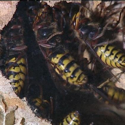 Tiergeschichten 1 Hornissen Tiergeschichten 1 Hornissen