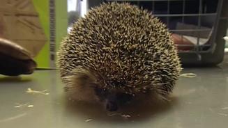 Igel Wintercheck