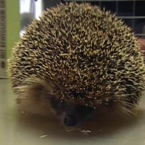 Sprechstunde2 - Igel Wintercheck Sprechstunde2 - Igel Wintercheck