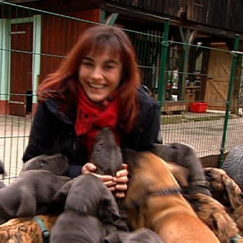 Tiergeschichten1 - Diana unter Doggenwurf Tiergeschichten1 - Diana unter Doggenwurf