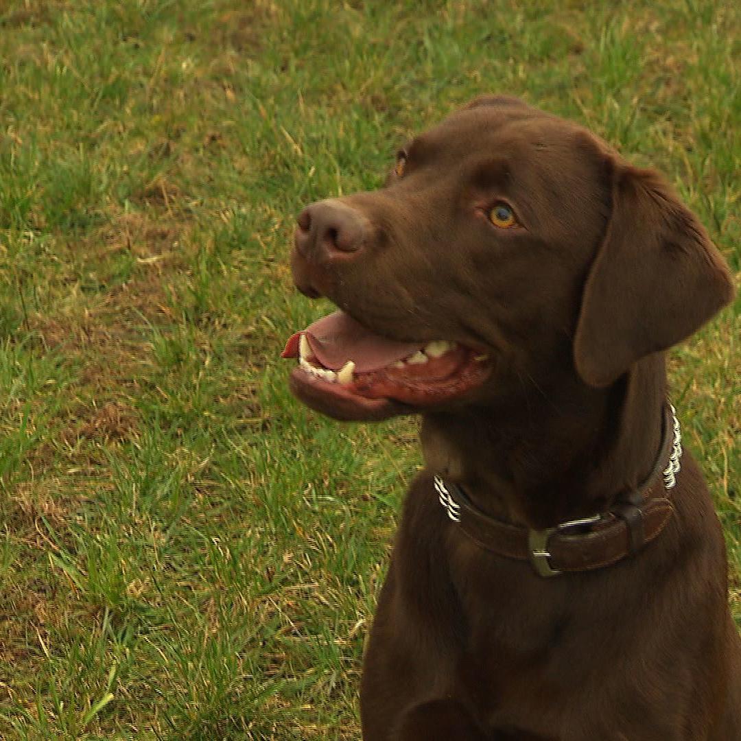 marco nieburg labrador