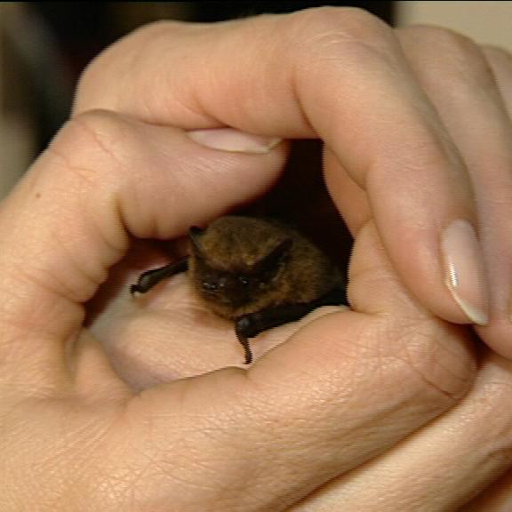zusatzbild fledermaus 1 zusatzbild fledermaus 1