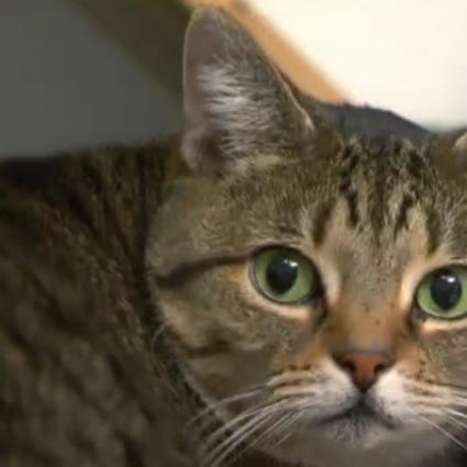 Katzentherapeutin - VOX - Kann Birga Dexel der extrem unsauberen Katze Luna helfen