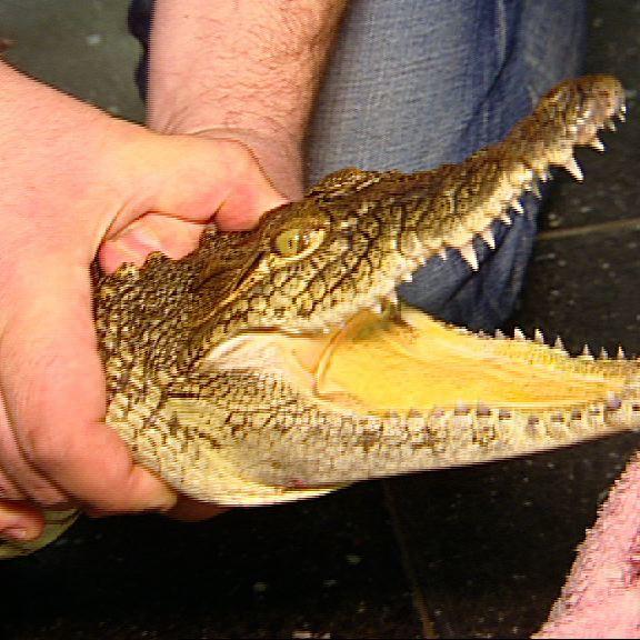 Kroko Kroko