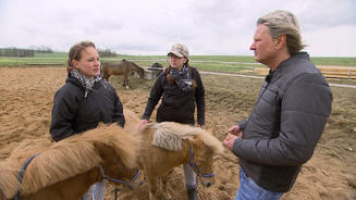 Shetland-Ponys in Lebensgefahr