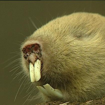 tiergeschichten 2 graumull close tiergeschichten 2 graumull close