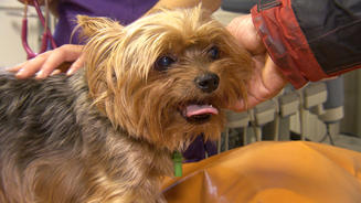 Sorge um Yorkshire Terrier Rudi