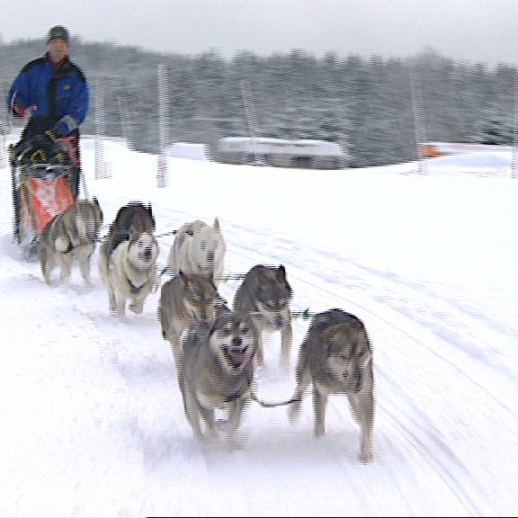 Tiergeschichten 3 - Bild 1 - Husky-Gespann - Endlich Training im Schnee