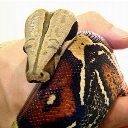 Reptilienspezialist Bauer Boa Reptilienspezialist Bauer Boa