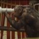 zoo arnheim schimpansen zoo arnheim schimpansen