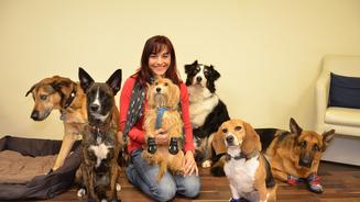 Nützliche Funktionskleidung für Hunde