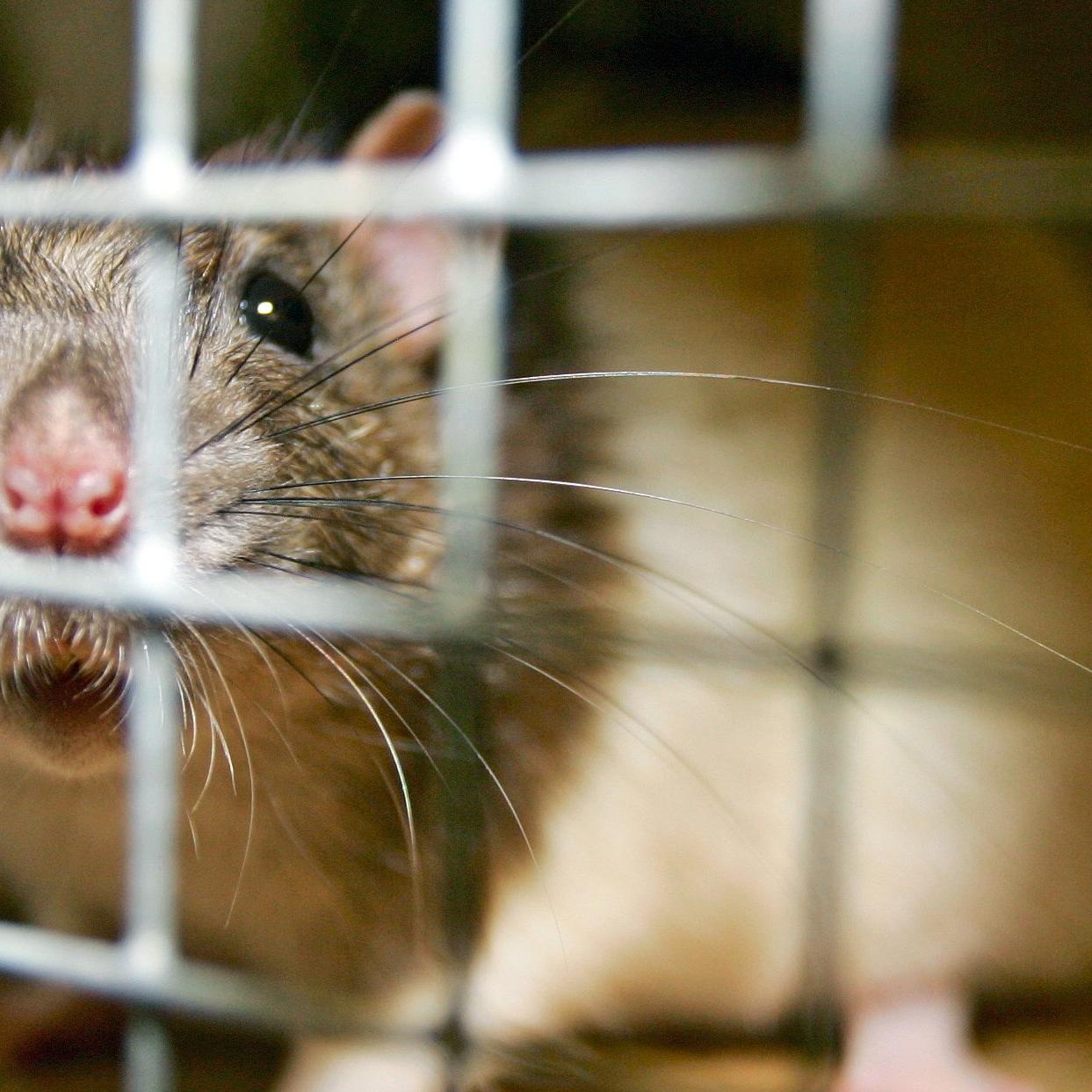 Ratte in Tierheim Ratte in Tierheim