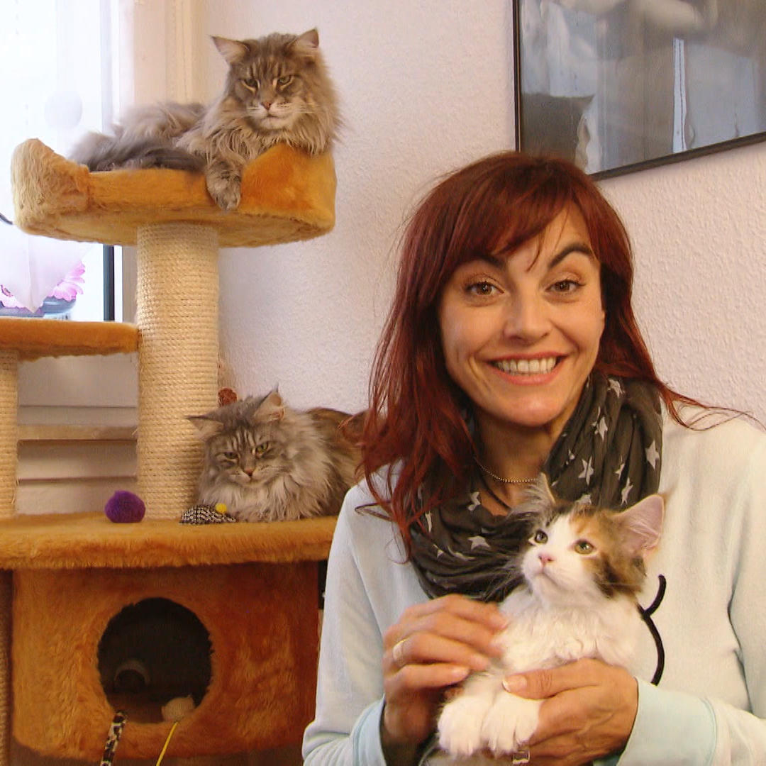 TG3 - Eine Katze zieht ein VOX - hundkatzemaus-Reporterin Diana Eichhorn erklrt was es bei einem Katzenkauf und deren Eingewhnung zu beachten gilt