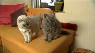 Katzen mit Minipli