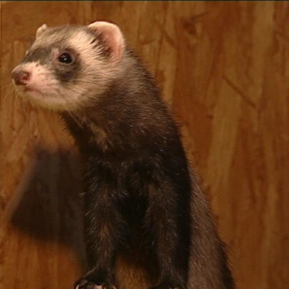 tiergeschichten3 a tiergeschichten3 a