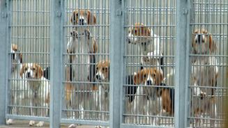 Die gängigsten Hundemythen