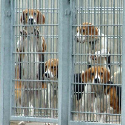 Tiere in Not - Gefangene Beagles in Mienenbttel Tiere in Not - Gefangene Beagles in Mienenbttel
