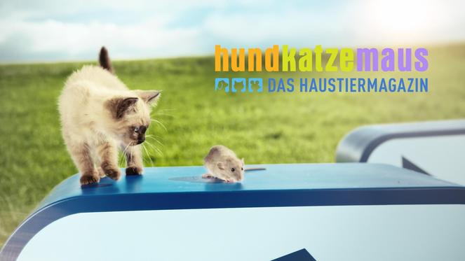 Die große „hundkatzemaus“-Umfrage ist zurück