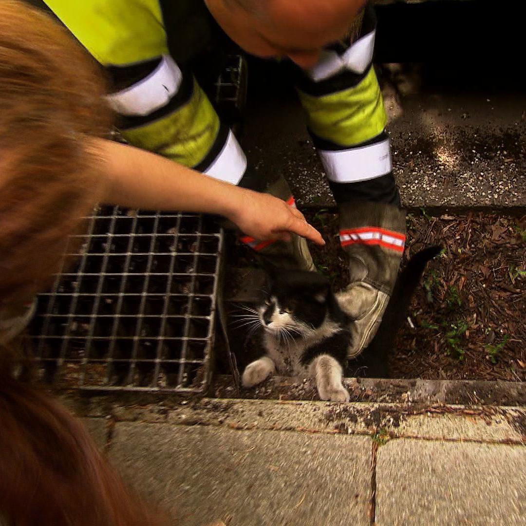 tr mnchen katze u-bahnschacht tr mnchen katze u-bahnschacht