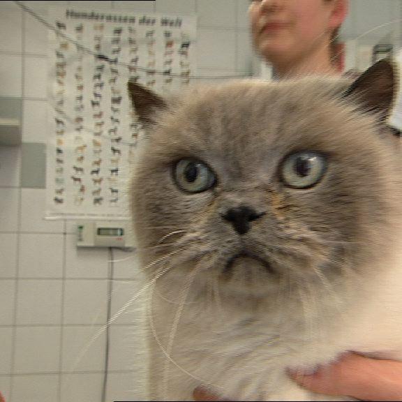 Sprechstunde - Tierheimkatze Sprechstunde - Tierheimkatze