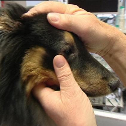 sprechstunde1 sheltie sprechstunde1 sheltie