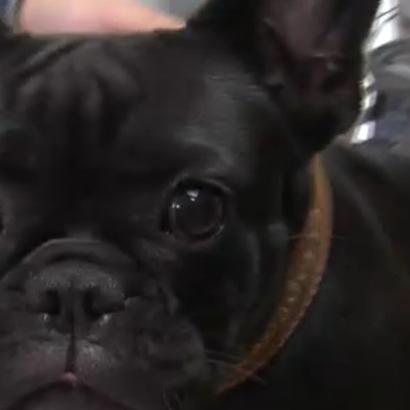 Sprechstunde - VOX - Franzsische Bulldogge mit Herbstgrasmilben Sprechstunde - VOX - Franzsische Bulldogge mit Herbstgrasmilben