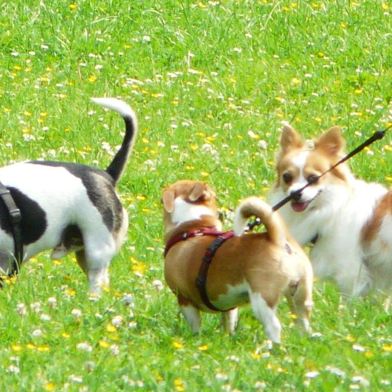 hundebegegnung teaser hundebegegnung teaser