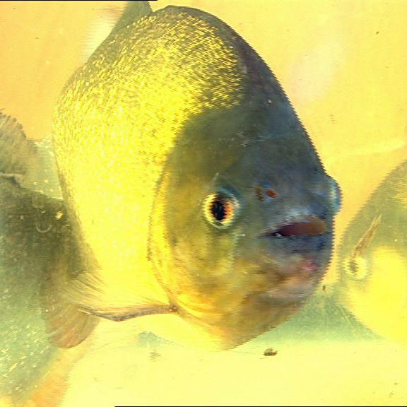 Tiergeschichten2 - Bild 2 - Piranhas Tiergeschichten2 - Bild 2 - Piranhas