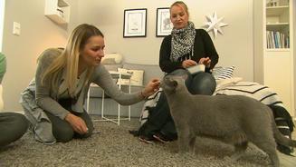 Kater Purzel wird zur Nervensäge