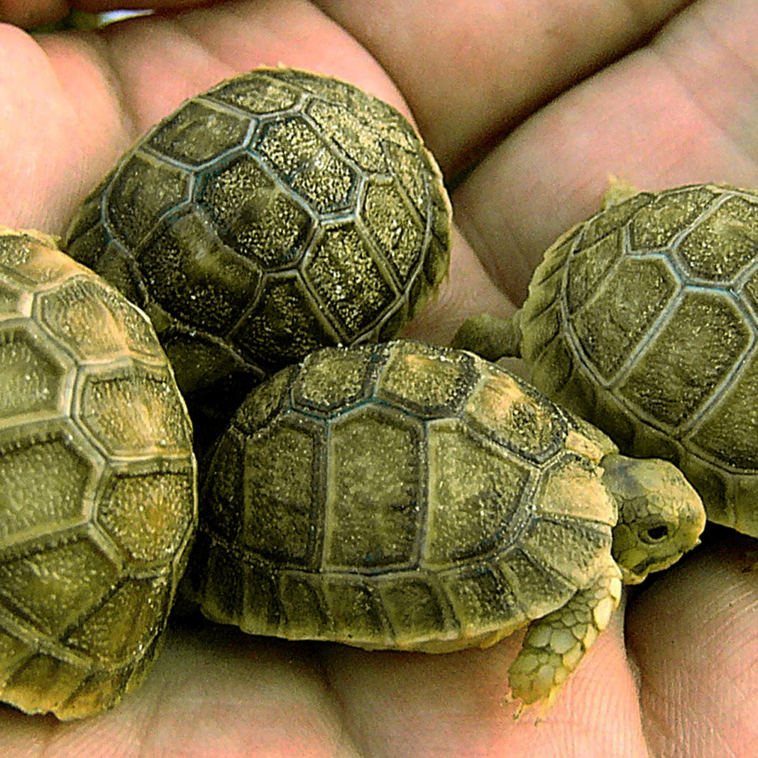 Ägyptische Landschildkröten (Testudo kleinmanni) Ägyptische Landschildkröten (Testudo kleinmanni)